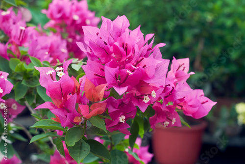 Photography colourful, vigorous blooms of pink-red hued bracts of bougainvillea partha, a popular hybrid variety of  bougainvillea
