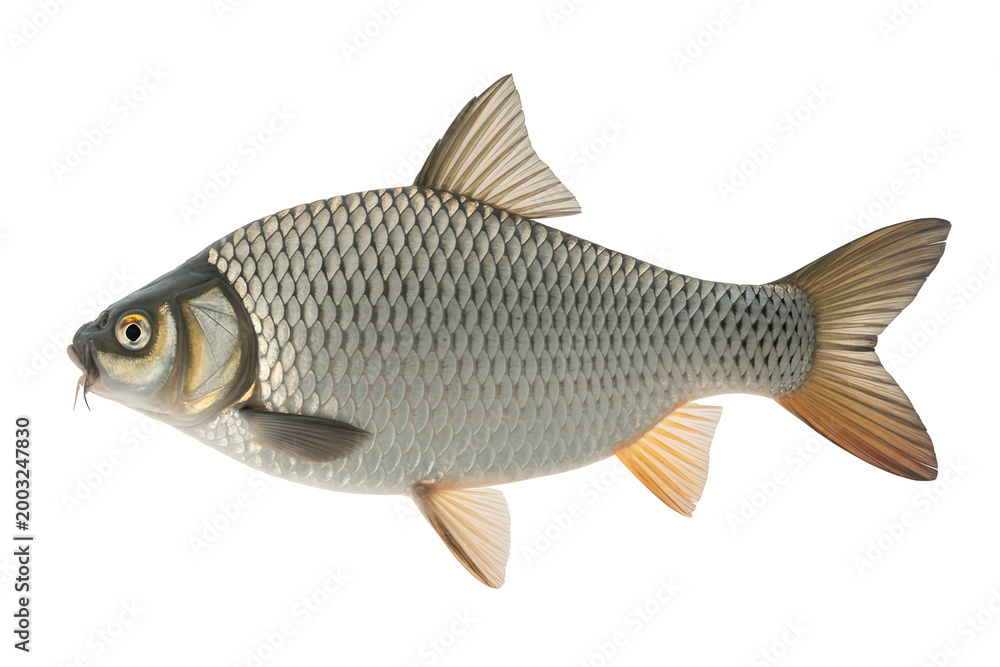 Obraz premium A single common carp fish isolated on a white background with freshwater fish