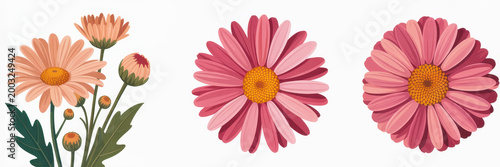 Three pink daisy flowers in different growth stages with green stems on a plain white background