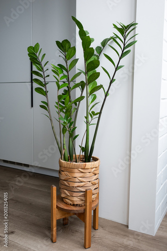 Zamioculcas, or zamiifolia zz plant in a straw pot on a light background, home gardening and minimal home decor concept