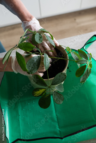 Female hands transplanting Schefflera houseplant into pot at table indoors, close-up, taking care of houseplant. Planting a Seedling in a Pot. Spring home gardening.
