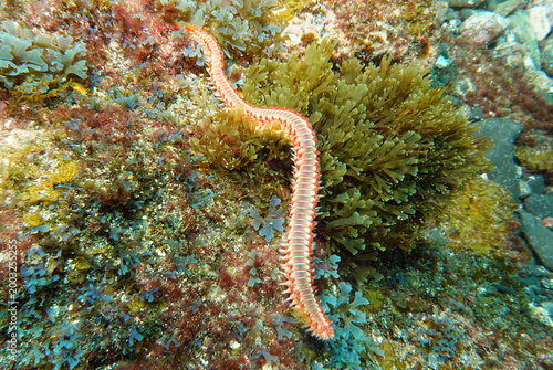 Feuerwurm (Nordatlantik)