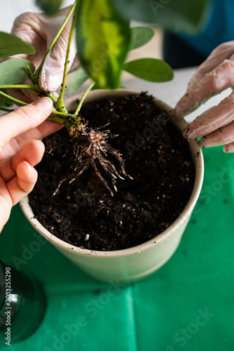 Female hands transplanting Schefflera houseplant into pot at table indoors, close-up, taking care of houseplant. Planting a Seedling in a Pot. Spring home gardening. 