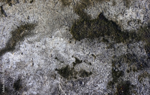 cement texture, mossy gray cement wall, suitable for background