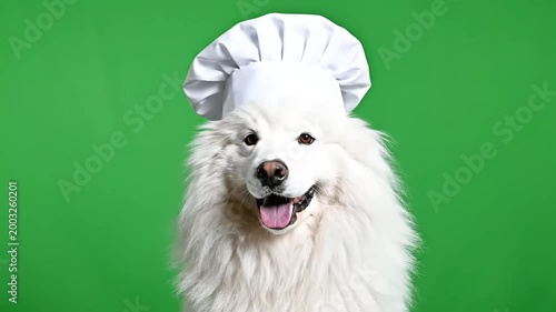 Adorable white Samoyed dog wearing a chef's hat, looking directly at the camera with a happy expression on a vibrant green background.