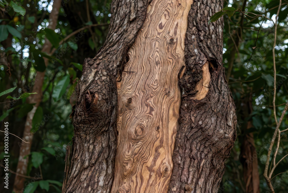 Obraz premium Close-up of a tree trunk with unique patterned bark and blurred green foliage background