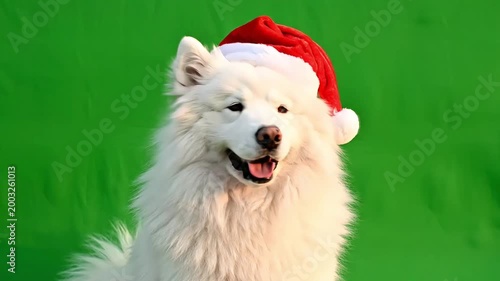 Adorable white Samoyed dog wearing a festive red Santa hat, looking happy on a vibrant green background, perfect for holiday themes.
