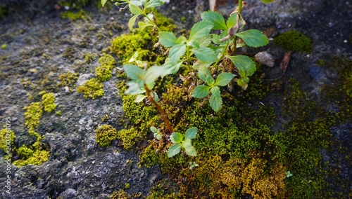 plants and moss that grow on rocks