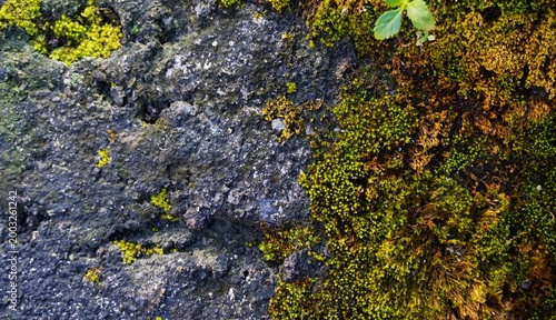 Moss green texture. Moss green background. old wall covered with moss, looks natural and vintage