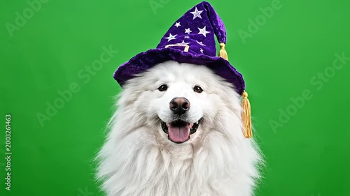 Cute Samoyed dog wearing a purple wizard hat with stars, smiling happily on a green screen background, ready for magical adventures.