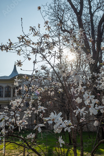 Blossom tree in full bloom during springtime with blue sky and white clouds. Nature, flowers, and seasonal scenery.