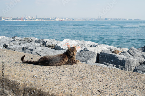 Homeless cat enjoys the warmth while lying among stones on the shores of Bosphorus in Istanbul,Turkey. 