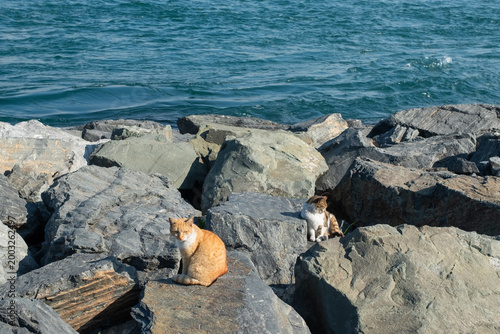 Homeless cat enjoys the warmth while lying among stones on the shores of Bosphorus in Istanbul,Turkey. 