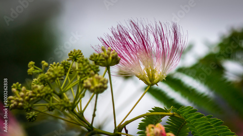 Silk tree flower in summer garden