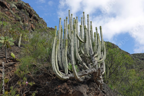 Kanaren-Wolfsmilch, Teneriffa