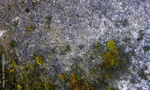Old walls covered in green moss and small plants evoke a natural and humid atmosphere.