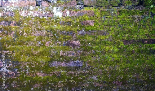 Old brick walls covered in green moss and small plants evoke a natural and humid atmosphere.