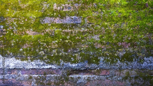 Old brick walls covered in green moss and small plants evoke a natural and humid atmosphere.