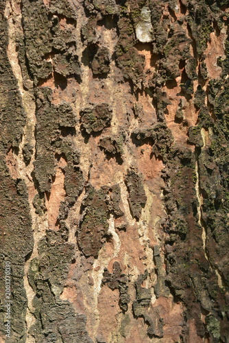 Macro closeup of rough peeling tree bark natural texture background