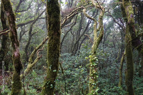 Wald im Parque Rural de Anaga, Teneriffa