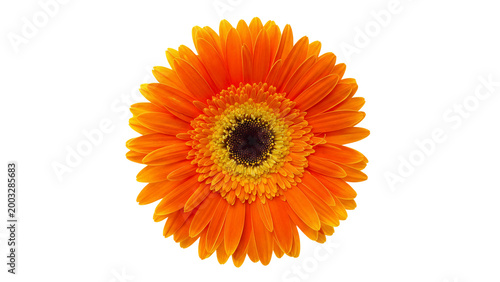 vibrant orange gerbera daisy flower with detailed petals isolated on transparent background