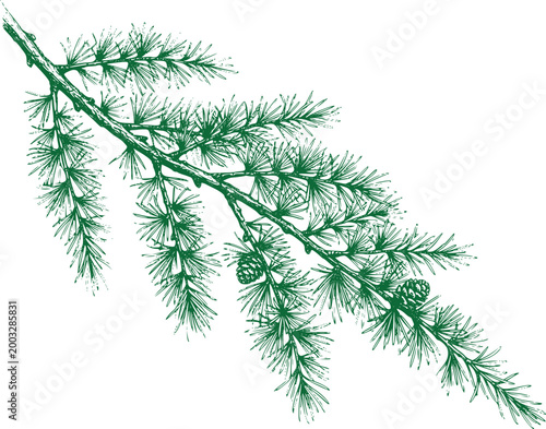 Green Larch Branch with Cones Vector Illustration
