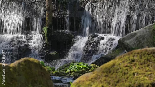 White-throated dipper (Cinclus cinclus aquaticus) habitat showing nesting site behind waterfall / cascade in stream / river in spring