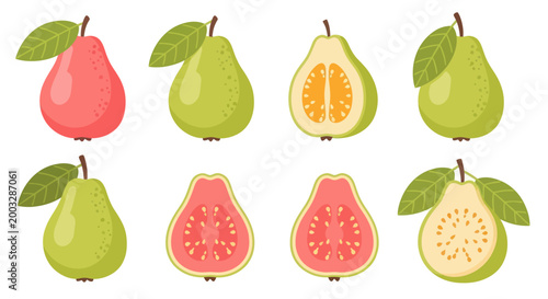 Colorful guava fruit illustrations on white