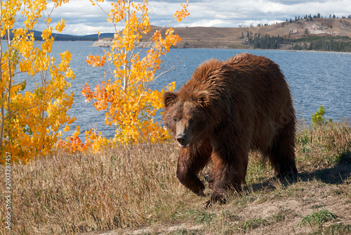 Grizzly bear walking at blue lake with beautiful fall aspen colors Wyoming, USA