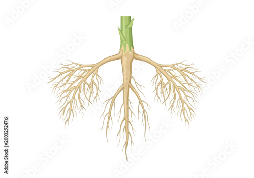 An illustration shows a detailed view of a plant's root system in soil.