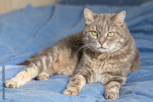 A cute domestic cat relaxing and resting comfortably on a soft bed. The image features a shallow depth of field with a blurred background, drawing focus to the feline's peaceful expression and the coz