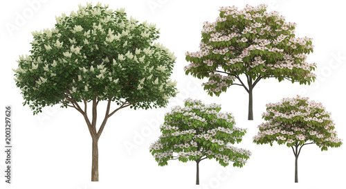 3d rendering of Dogwood,Maackia amurensis trees on transparent background