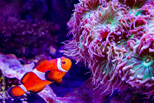  Poisson clown dans une anémone de mer scène sous-marine colorée et récif corallien tropical