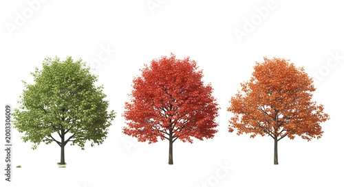 Sycamore platanus street maple trees isolated png on a transparent background 8k premium cutout