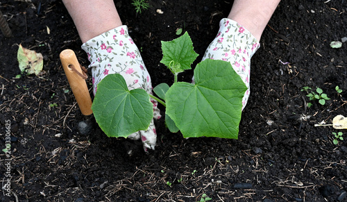 Female hands in gardening gloves hold cucumber seedlings before planting in the soil, space for text