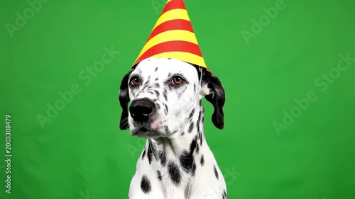 A cute Dalmatian dog wearing a festive party hat on a vibrant green background, celebrating a special occasion.