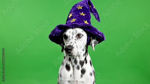 A dalmatian dog wearing a wizard hat with stars on a green screen background.