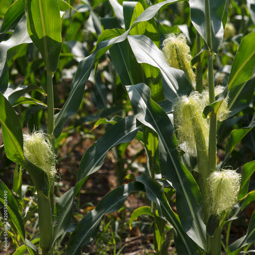 Fototapeta premium Sunlit green corn stalks with emerging silk in an agricultural field