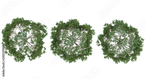 Eucalyptus leucoxylon tree plan, top view, cutout, transparent background, isolate, Three detailed top down views of lush