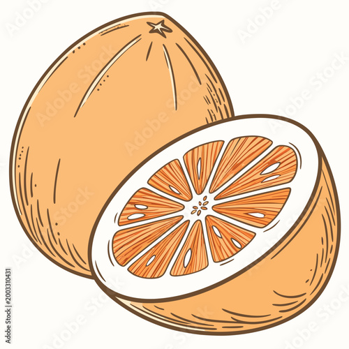 An illustration of two oranges one whole and one cut in half showcasing the vibrant orange flesh and white pith on a clean white background