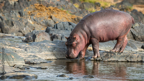 Hippopotamus in the wild