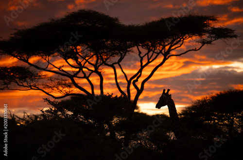 Giraffe at Sunrise in Africa