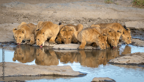 Lions drinking at a watering hole