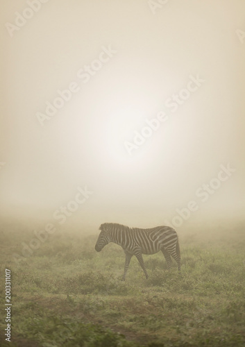 Zebra in the morning fog