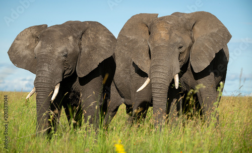 African Elephants
