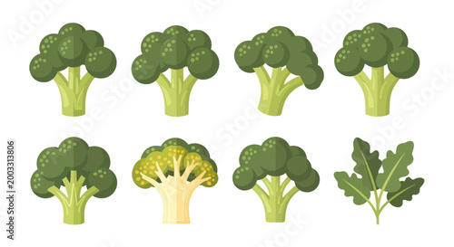 Fresh broccoli vector illustration set