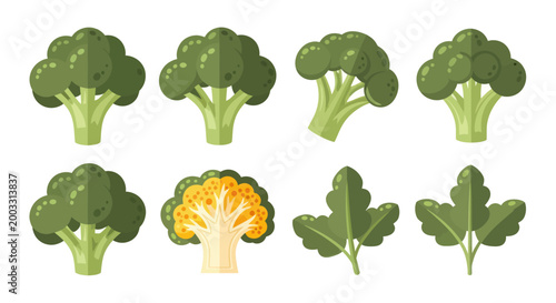 Fresh broccoli vector illustration