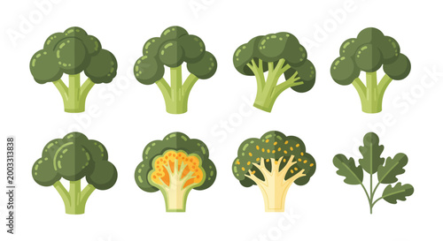Fresh broccoli vector illustration set