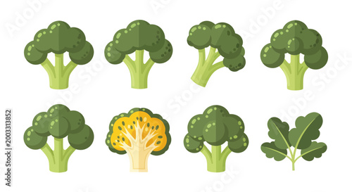 Fresh broccoli vector illustrations