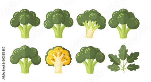 Fresh broccoli vector illustrations